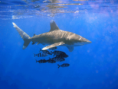 /album/fotogalerie/oceanic-whitetip-shark-png/